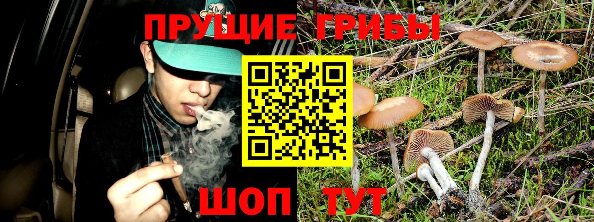 Галлюциногенные грибы Psilocybine cubensis Клинцы